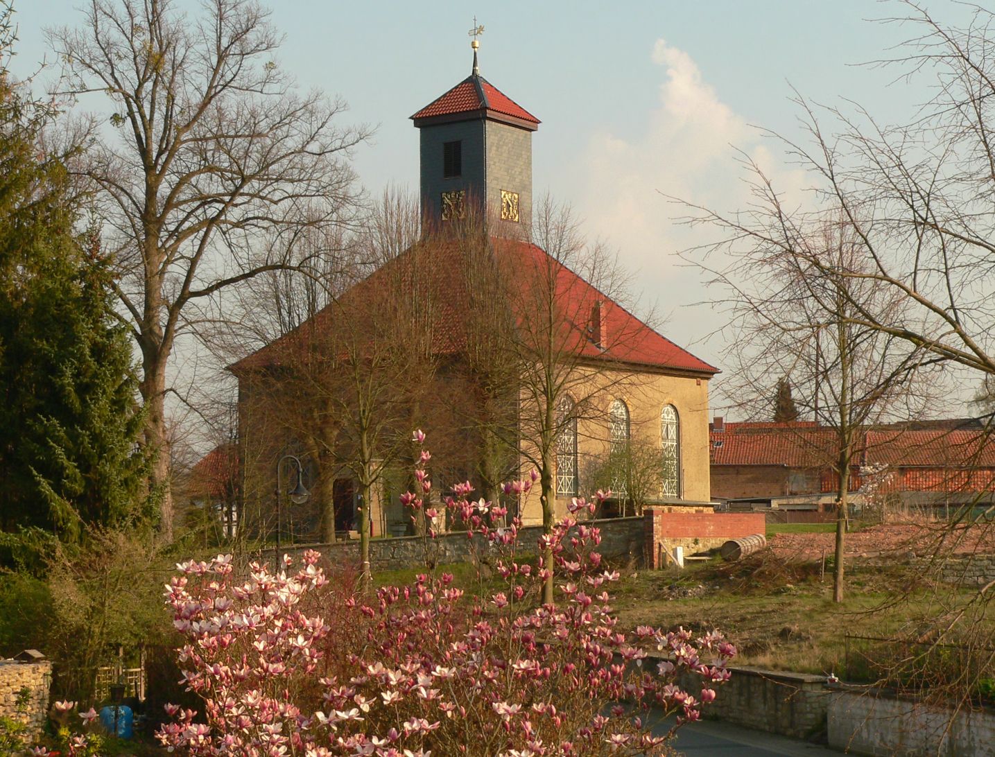 Räbke: St.-Stephani-Kirche mit Magnolienblüte